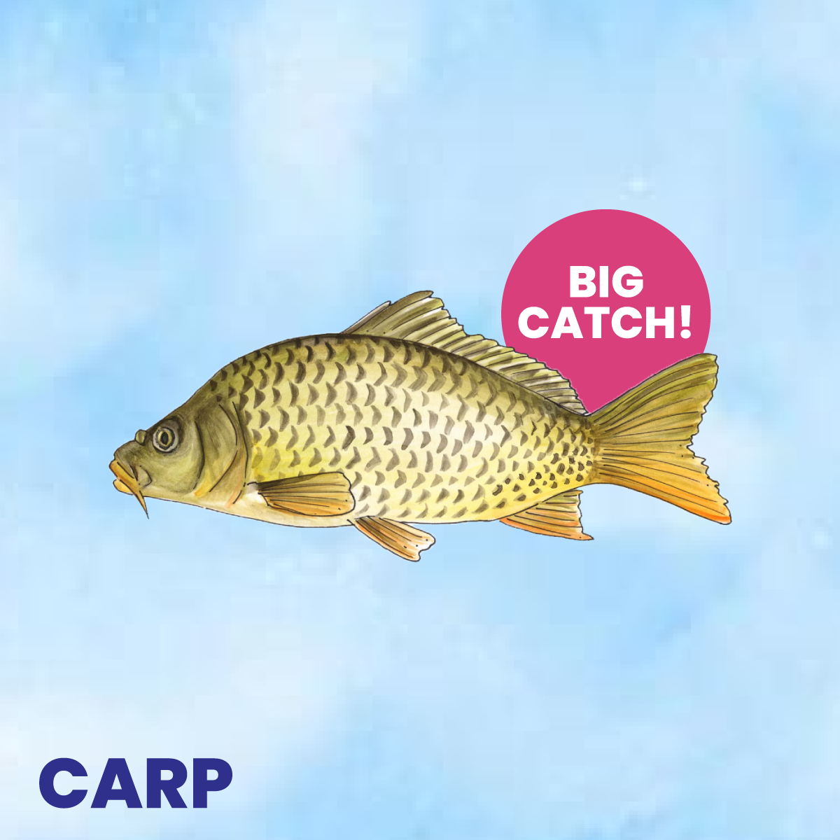 Carp Fishing (60 minutes)